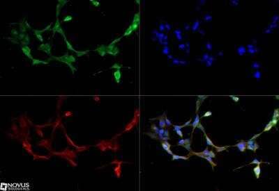 Immunocytochemistry/Immunofluorescence: Kallikrein 6/Neurosin Antibody [NBP1-06497] - Kallikrein 6 antibody was tested in Hek293 cells with DyLight 488 (green). Nuclei and alpha-tubulin were counterstained with DAPI (blue) and Dylight 550 (red).