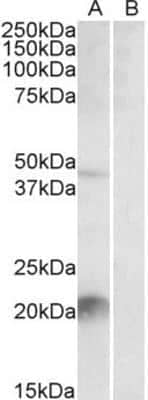 Western Blot: Kallikrein 6/Neurosin Antibody [NBP1-51939] - Analysis of Kallikrein 6 in Mouse Liver lysate (35ug protein in RIPA buffer) with (B) and without (A) blocking with the immunizing peptide using NBP1-51939 at 2ug/ml. Primary incubation was 1 hour. Detected by chemiluminescence.