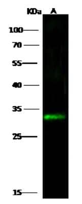 Western Blot: Kallikrein 6/Neurosin Antibody [NBP2-98247] - Anti-Kallikrein 6/Neurosin rabbit polyclonal antibody at 1:500 dilution. Lane A: Mouse liver Tissue Lysate. Lysates/proteins at 30 ug per lane. Secondary Goat Anti-Rabbit IgG H&L (Dylight 800) at 1/10000 dilution. Developed using the Odyssey technique. Performed under reducing conditions. Predicted band size: 27 kDa. Observed band size: 32 kDa