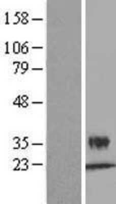 Western Blot: Kallikrein 6 Overexpression Lysate (Adult Normal) [NBL1-12355] Left-Empty vector transfected control cell lysate (HEK293 cell lysate); Right -Over-expression Lysate for Kallikrein 6.