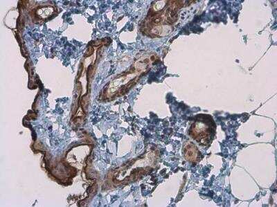 Immunohistochemistry-Paraffin: Kallikrein 7 Antibody [NBP1-31428] - Mouse skin. Kallikrein 7 stained by Kallikrein 7 antibody diluted at 1:1000. Antigen Retrieval: Citrate buffer, pH 6.0, 15 min. 