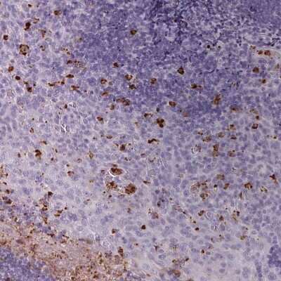 Immunohistochemistry-Paraffin: Kallikrein 7 Antibody [NBP2-38950] - Staining of human tonsil shows moderate to strong cytoplasmic positivity in granulocytes.