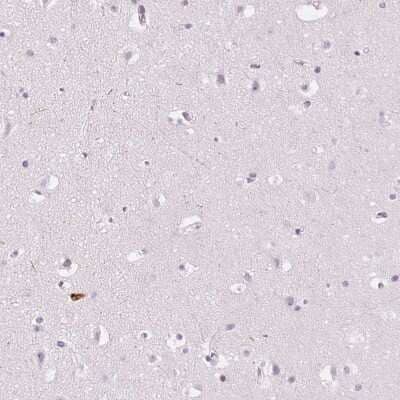 Immunohistochemistry-Paraffin: Kallikrein 7 Antibody [NBP2-38950] - Staining of human cerebral cortex shows no positivity in neurons as expected.