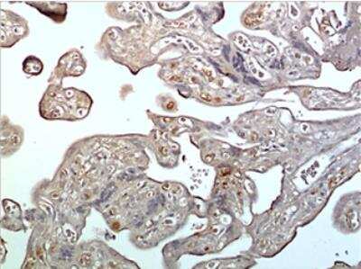 Immunohistochemistry-Paraffin: Kallikrein 7 Antibody (MM0433-5J28) [NBP2-11753] - 10% Buffer formalin fixed and parffine embedded human placetal tissue section (4um) is subjected IHC staining using NBP2-11753. Tissue section was pretreated in citric buffer (pH 6.0) with microwave for antige retrieval before IHC is applied.  