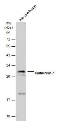 Western Blot: Kallikrein 7 Antibody [NBP1-32999] - Mouse tissue extract (50 ug) was separated by 12% SDS-PAGE, and the membrane was blotted with Kallikrein 7 antibody diluted at 1:3000.