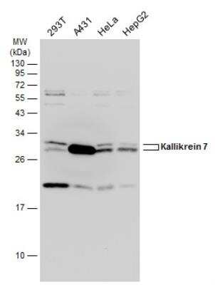 Western Blot: Kallikrein 7 Antibody [NBP1-32999] - Various whole cell extracts (30 ug) were separated by 12% SDS-PAGE, and the membrane was blotted with Kallikrein 7 antibody diluted at 1:1000.