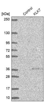 Western Blot: Kallikrein 7 Antibody [NBP1-87208] - Analysis in control (vector only transfected HEK293T lysate) and KLK7 over-expression lysate (Co-expressed with a C-terminal myc-DDK tag (~3.1 kDa) in mammalian HEK293T cells).