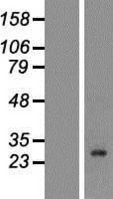 Western Blot Kallikrein 7 Overexpression Lysate