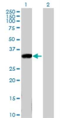 Western Blot: Kallikrein 8/Neuropsin Antibody [H00011202-B01P] - analysis of KLK8 expression in transfected 293T cell line by KLK8 purified MaxPab polyclonal antibody (B01P). Lane 1: KLK8 transfected lysate (28.00 KDa). Lane 2: Non-transfected lysate.