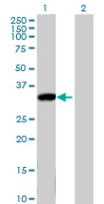 Western Blot: Kallikrein 8/Neuropsin Antibody [H00011202-B01P] - Analysis of KLK8 expression in transfected 293T cell line by KLK8 polyclonal antibody.  Lane 1: KLK8 transfected lysate(28.6 KDa). Lane 2: Non-transfected lysate.