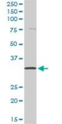 Western Blot: Kallikrein 8/Neuropsin Antibody [H00011202-D01P] - Analysis of KLK8 expression in human kidney.