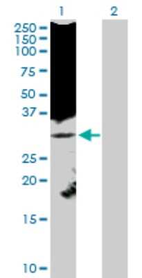Western Blot: Kallikrein 8/Neuropsin Antibody [H00011202-D01P] - Analysis of KLK8 expression in transfected 293T cell line by KLK8 polyclonal antibody.Lane 1: KLK8 transfected lysate(28.00 KDa).Lane 2: Non-transfected lysate.
