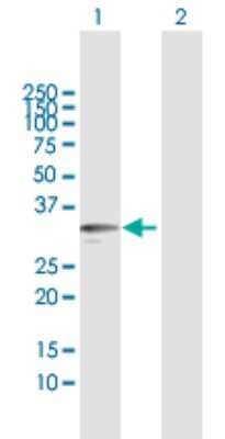 Western Blot: Kallikrein 9 Antibody [H00284366-B01P] - Analysis of KLK9 expression in transfected 293T cell line by KLK9 polyclonal antibody.  Lane 1: KLK9 transfected lysate(27.5 KDa). Lane 2: Non-transfected lysate.