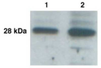 Western Blot: Kallikrein 9 Antibody [NB200-136] - Western Blot of KLK-L3 in cancer cell lines LnNCap(lane 1) and BT-474(lane 2) with anti-KLK-L3 at 1:1,000 dilution