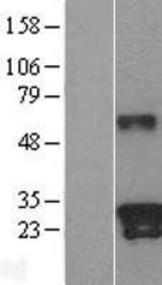 Western Blot Kallikrein 9 Overexpression Lysate