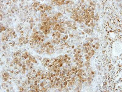 Immunohistochemistry-Paraffin Kanadaptin Antibody