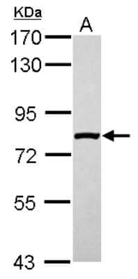 Western Blot Kanadaptin Antibody