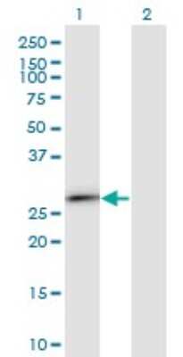 Western Blot: Kappa Light Chain Antibody (1F6) [H00003514-M06] - Analysis of IGKC expression in transfected 293T cell line by IGKC monoclonal antibody (M06), clone 1F6. Lane 1: IGKC transfected lysatE (25.6 KDa). Lane 2: Non-transfected lysate.