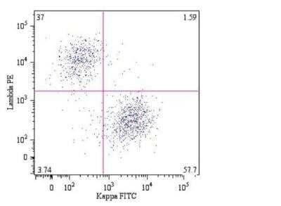 Flow Cytometry: Kappa Light Chain Antibody (A8B5) [FITC] [NBP1-45065] - Analysis of B lymphocytes (CD19+) in a dot-plot Lambda PE vs. Kappa FITC. Kappa light chain detected by A8B5 antibody and lambda light chain by 4C2 antibody, CD19 by LT19 antibody.