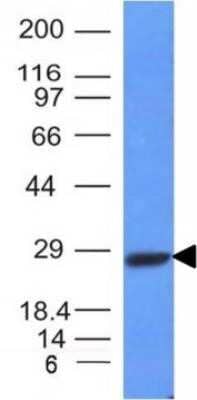 Western Blot: Kappa Light Chain Antibody (HP6053 + L1C1) - Azide and BSA Free [NBP2-34640] - Analysis of Raji Cell Lysate using kappa Light Chain Monoclonal Antibody (HP6053+ L1C1)