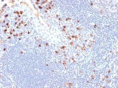 Immunohistochemistry-Paraffin: Kappa Light Chain Antibody (HP6053) - Azide and BSA Free [NBP2-34639] - Formalin-fixed, paraffin-embedded human Tonsil stained with Kappa Light Chain Antibody (HP6053).