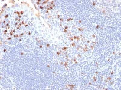 Immunohistochemistry-Paraffin: Kappa Light Chain Antibody (HP6053) [NBP2-34257] - Formalin-fixed, paraffin-embedded human Tonsil stained with Kappa Light Chain Antibody (HP6053).