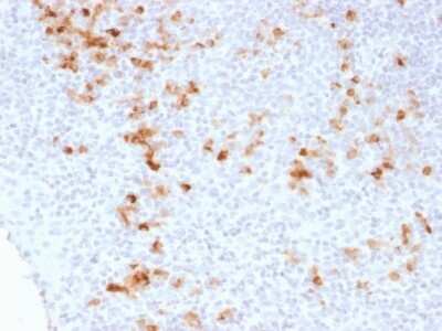 Immunohistochemistry-Paraffin: Kappa Light Chain Antibody (KLC1278) [NBP2-53364] - Formalin-fixed, paraffin-embedded human Tonsil stained with Kappa Light Chain Monoclonal Antibody (KLC1278).