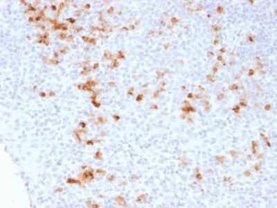 Immunohistochemistry-Paraffin: Kappa Light Chain Antibody (KLC1278) [NBP2-54512] - Formalin-fixed, paraffin-embedded human Tonsil stained with Kappa Light Chain Monoclonal Antibody (KLC1278).