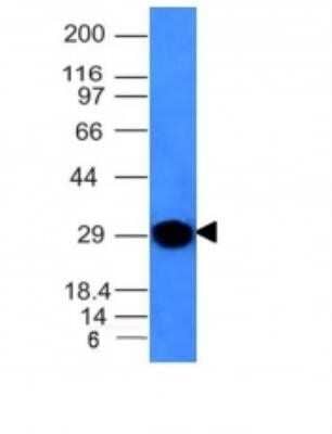 Western Blot: Kappa Light Chain Antibody (KLC264) - Azide and BSA Free [NBP2-34659] - Western Blot Analysis of human spleen Lysate using kappa Light Chain Monoclonal Antibody (KLC264).