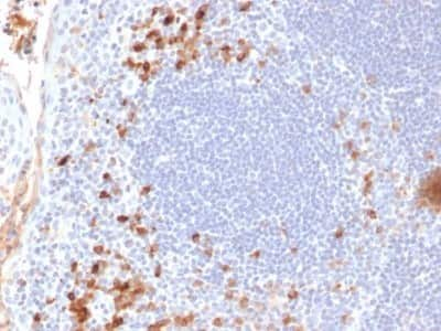 Immunohistochemistry-Paraffin: Kappa Light Chain Antibody (KLC709) - Azide and BSA Free [NBP2-34660] - Formalin-fixed, paraffin-embedded human Tonsil stained with Kappa Light Chain Antibody (KLC709).