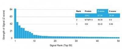 Protein Array: Kappa Light Chain Antibody (KLC709) - Azide and BSA Free [NBP2-34660] - Analysis of Protein Array containing more than 19,000 full-length human proteins using Kappa Light Chain Antibody (KLC709).Z- and S- Score: The Z-score represents the strength of a signal that a monoclonal antibody (Monoclonal Antibody) (in combination with a fluorescently-tagged anti-IgG secondary antibody) produces when binding to a particular protein on the HuProt(TM) array. Z-scores are described in units of standard deviations (SD's) above the mean value of all signals generated on that array. If targets on HuProt(TM) are arranged in descending order of the Z-score, the S-score is the difference (also in units of SD's) between the Z-score. S-score therefore represents the relative target specificity of a Monoclonal Antibody to its intended target. A Monoclonal Antibody is considered to specific to its intended target, if the Monoclonal Antibody has an S-score of at least 2.5.