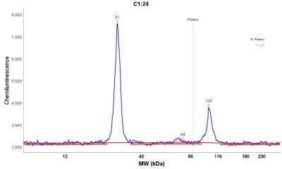 Simple Western: Kappa Light Chain Antibody (KLC709) - Azide and BSA Free [NBP2-34660] - Electropherogram image of the corresponding Simple Western lane. Kappa Light Chain antibody was used at 10 ug/ml dilution of H. Plasma lysates(s) respectively.