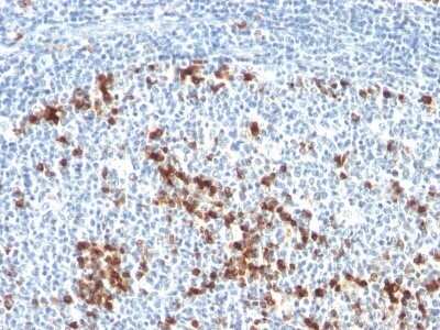 Immunohistochemistry-Paraffin: Kappa Light Chain Antibody (L1C1) - Azide and BSA Free [NBP2-33142] - Formalin-fixed, paraffin-embedded human Tonsil stained with Kappa Light Chain Antibody (L1C1).