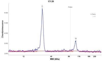 Simple Western: Kappa Light Chain Antibody (L1C1) - Azide and BSA Free [NBP2-33142] - Electropherogram image of the corresponding Simple western lane view. Kappa Light Chain antibody was used at 10 ug/ml dilution on h serum, h tonsil  lysate(s) respectively.