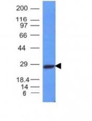 Western Blot: Kappa Light Chain Antibody (L1C1) - Azide and BSA Free [NBP2-33142] - Analysis of Raji cell Lysate using kappa light chain monoclonal Antibody (L1C1).