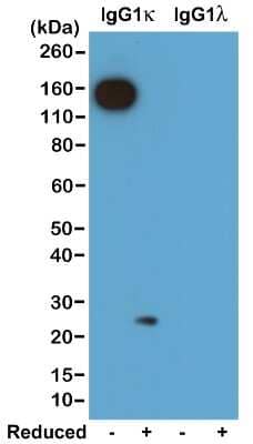 Western Blot: Kappa Light Chain Antibody (RM103) [Unconjugated] [NBP2-62003] - Western blot of nonreduced(-) and reduced(+) mouse IgG1 kappa and IgG1 lambda, using NBP2-62003. This antibody reacts to nonreduced IgG1k (~150 kDa), and slightly reacts to reduced kappa light chain (~25 kDa).