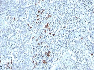 Immunohistochemistry-Paraffin: Kappa Light Chain Antibody (TB28-2) [NBP2-34256] - Formalin-fixed, paraffin-embedded human tonsil stained with Kappa Light Chain Antibody (TB28-2).