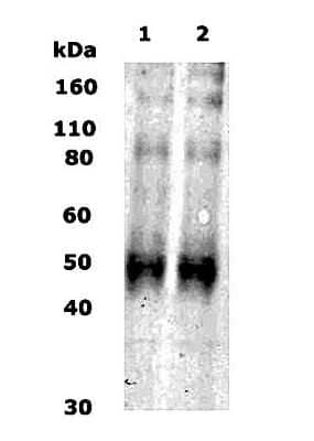 Western Blot: Kappa Opioid Receptor Antibody [NB110-79876] - WB detection of Kappa Opioid Receptor / KOR-1 in 10 ug of human brain lysate (lane 1) and rat brain lysate (lane 2) with this antibody at a dilution of 1:500.