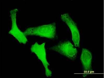 Immunocytochemistry/Immunofluorescence: Karyopherin (importin) beta 3 Antibody [H00003843-B01P] - Analysis of purified antibody to RANBP5 on HeLa cell. (antibody concentration 10 ug/ml)