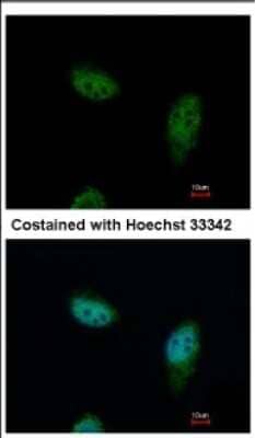 Immunocytochemistry/Immunofluorescence: Karyopherin (importin) beta 3 Antibody [NBP2-17016] - Immunofluorescence analysis of paraformaldehyde-fixed HeLa, using antibody at 1:500 dilution.