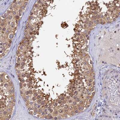 Immunohistochemistry-Paraffin: Karyopherin (importin) beta 3 Antibody [NBP2-38480] - Staining of human testis shows moderate cytoplasmic positivity in  cells in seminiferous ducts.