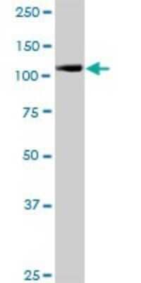 Western Blot: Karyopherin (importin) beta 3 Antibody [H00003843-B01P] - Analysis of RANBP5 expression in HeLa.