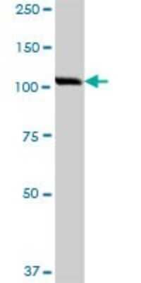 Western Blot: Karyopherin (importin) beta 3 Antibody [H00003843-B01P] - Analysis of RANBP5 expression in rat brain.