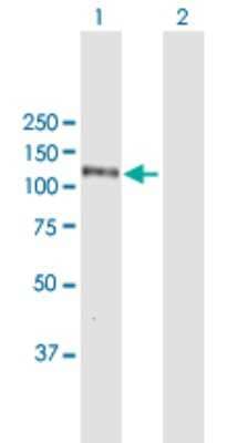 Western Blot: Karyopherin (importin) beta 3 Antibody [H00003843-B01P] - Analysis of IPO5 expression in transfected 293T cell line by IPO5 polyclonal antibody.  Lane 1: RANBP5 transfected lysate(122.65 KDa). Lane 2: Non-transfected lysate.