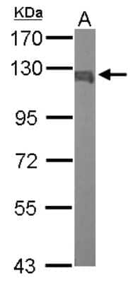 Western Blot: Karyopherin (importin) beta 3 Antibody [NBP2-17016] - Sample (50 ug of whole cell lysate) A: Mouse Brain, 7. 5% SDS PAGE gel, diluted at 1:1000.