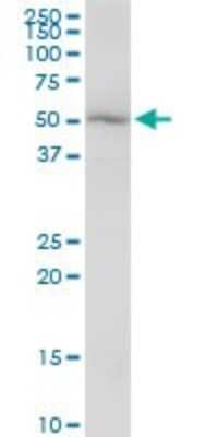 Western Blot: Katanin p60 Antibody [H00011104-B01P] - Analysis of KATNA1 expression in Raw 264.7.