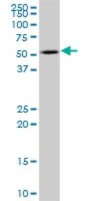 Western Blot: Katanin p60 Antibody [H00011104-B01P] - Analysis of KATNA1 expression in NIH/3T3.