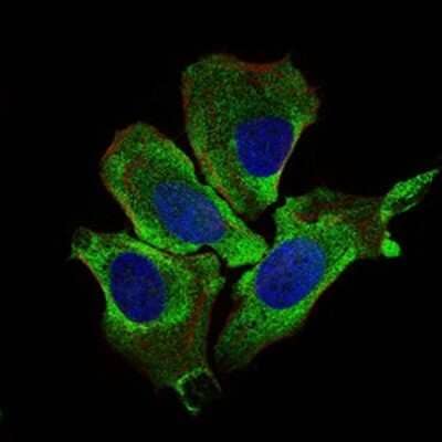 Immunocytochemistry/Immunofluorescence: Keap1 Antibody (1F10B6) [NBP2-37433] - Analysis of HeLa cells using KEAP1 mouse mAb (green). Blue: DRAQ5 fluorescent DNA dye. Red: Actin filaments have been labeled with Alexa Fluor-555 phalloidin.