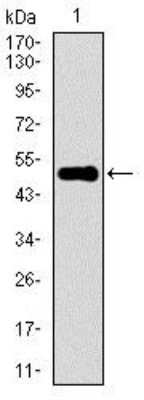 Western Blot: Keap1 Antibody (1F10B6) [NBP2-37433] - Analysis using KEAP1 mAb against human KEAP1 recombinant protein. (Expected MW is 52.7 kDa)