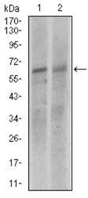 Western Blot: Keap1 Antibody (1F10B6) [NBP2-37433] - Analysis using KEAP1 mouse mAb against NIH3T3 (1), and A549 (2) cell lysate.